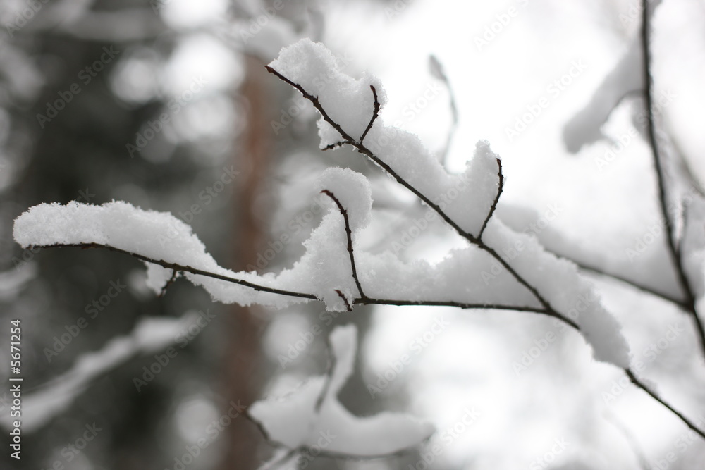 Snowy birch tree branch in cold North Europe winter Snowy birch tree branch in cold North Europe winter