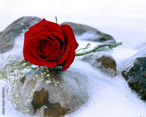 Close up of a red rose  laying on icey rocks.