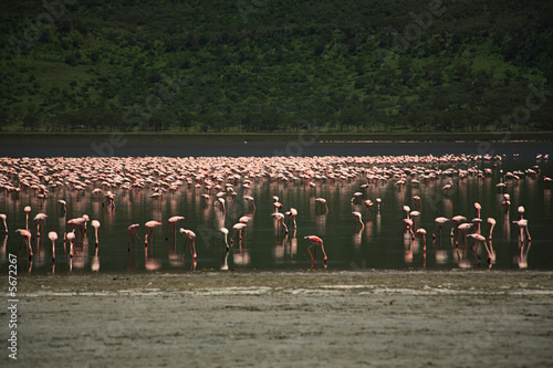 Hundreds of Flamingos on Lake Nakuru Kenya Africa.