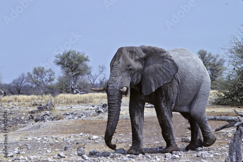 Large bull elephant in Etisha National Park  Namibia. 