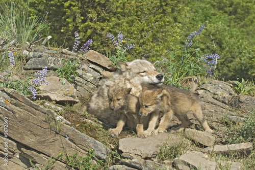 Gray wolf with her cubs at den. Photographed in Montana