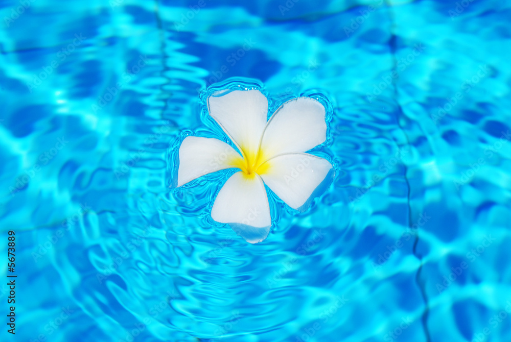 Frangipani flower