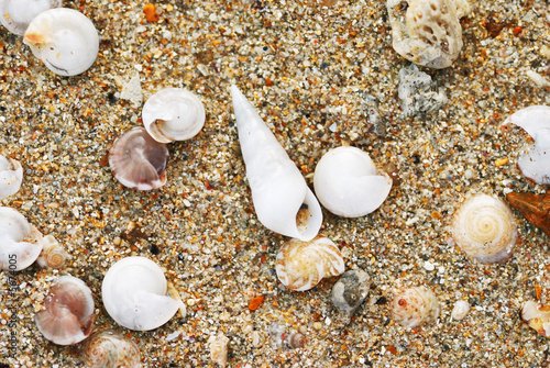 Shells in the beach sand