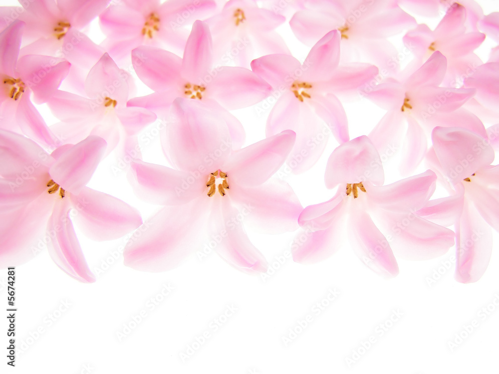 Close-up of hyacinth petals against white background