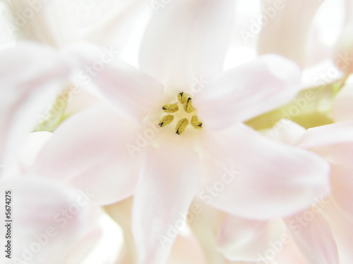 Close-up of hyacinth petals against white background