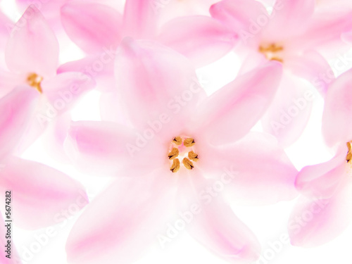 Close-up of hyacinth petals against white background