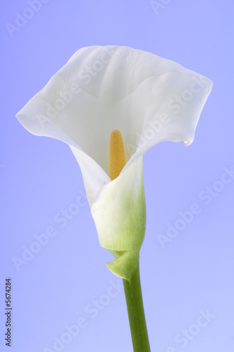 Zantedeschia aethiopica or calla lily  with blue background