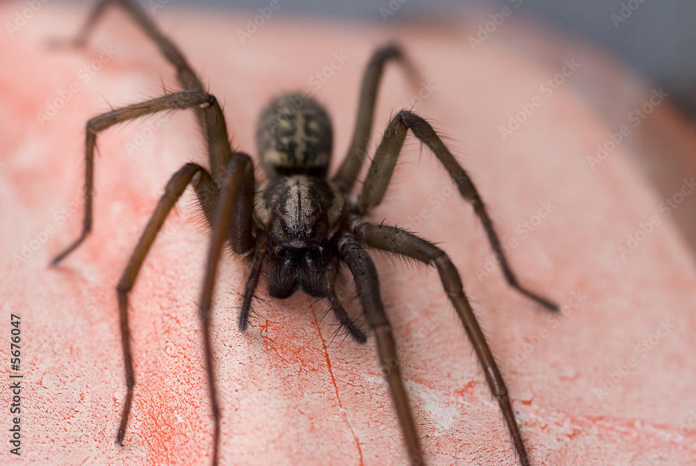 Nahaufnahme einer Haus- und Winkelspinne Nahaufnahme einer Haus- und Winkelspinne