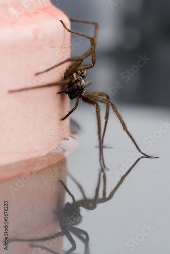 Nahaufnahme einer Haus- und Winkelspinne photo