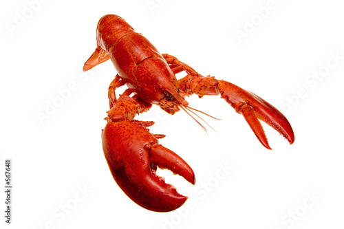 Hummer