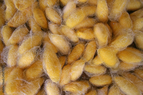 Colse up of the yellow cocoons made by the silkworm