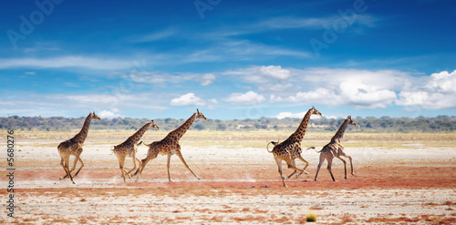 Herd of giraffes in african savanna, Etosha N.P., Namibia