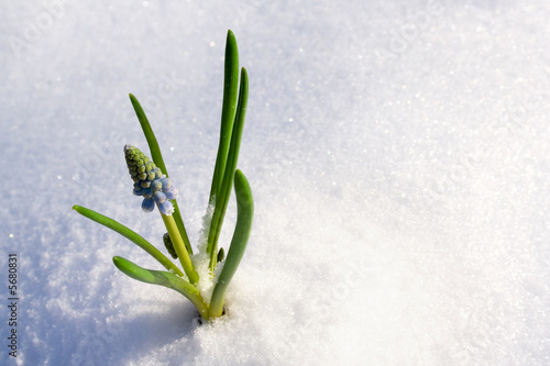 Spring flower in the snow
