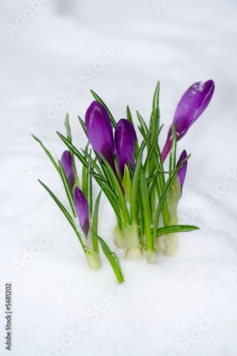 Spring flower in the snow