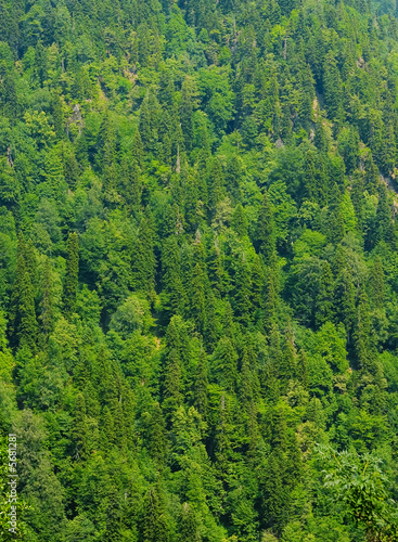 Large forest with set of br...