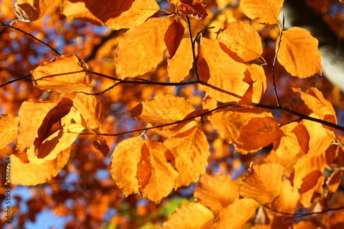 close-up of bright vivid fall leaves