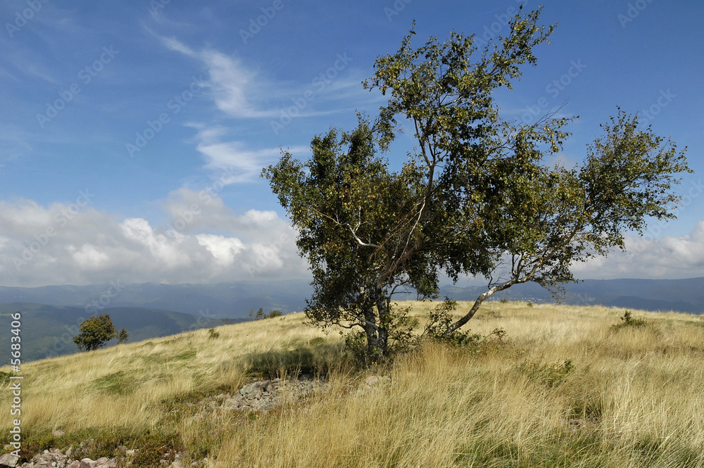 Obraz premium chaumes vosgiennes