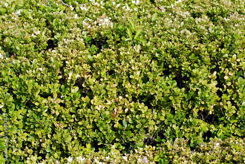 Wallpaper Mural boxwoods texture and pattern Torontodigital.ca