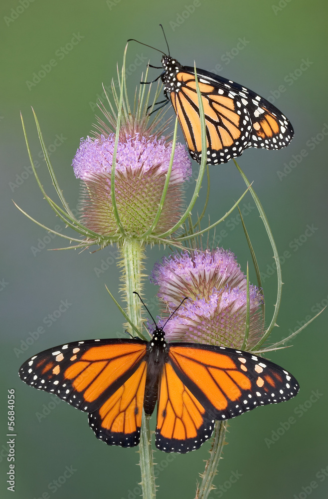 Fototapeta premium Monarchs on teasel