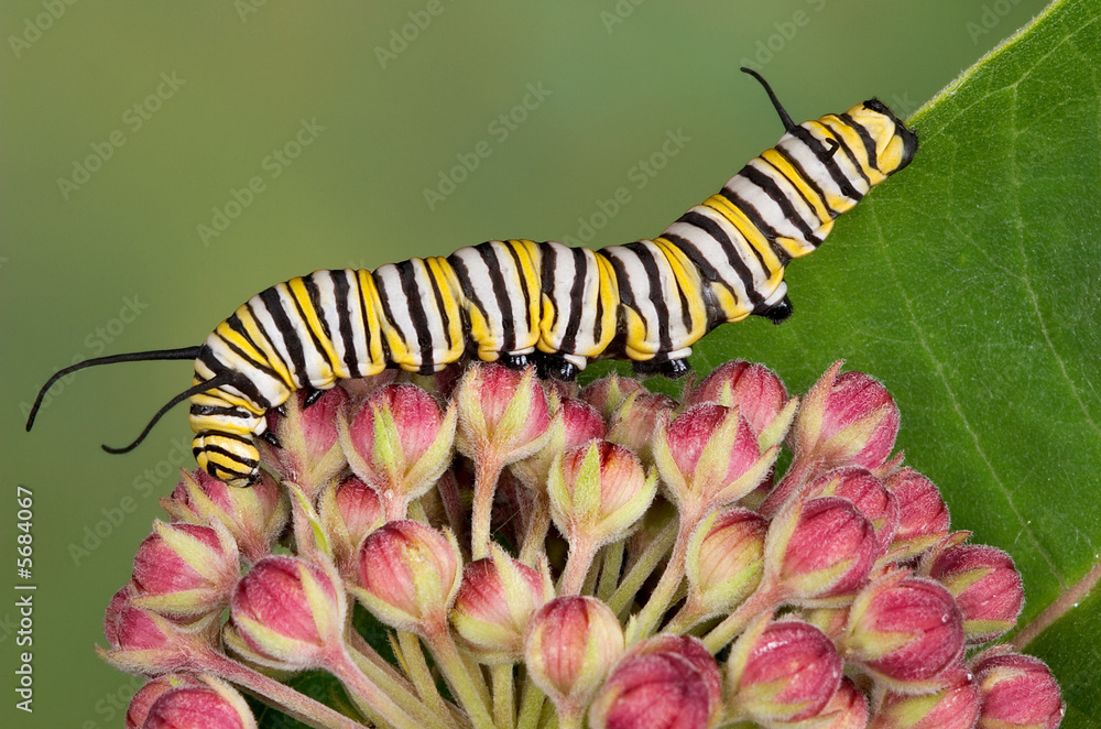 Fototapeta premium Monarch gąsienica na kwiatach milkweed