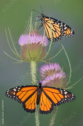 Monarchs on teasel
