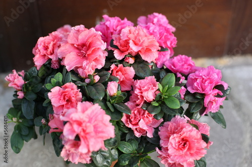 Rich ornated pot of house plants - azaleas