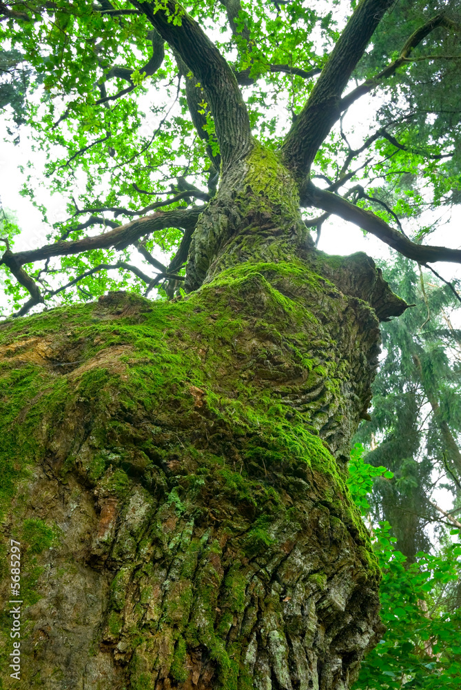 Fototapeta premium Tremendous oak tree - Mazury, Poland.