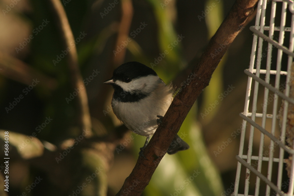 Obraz premium chickadee