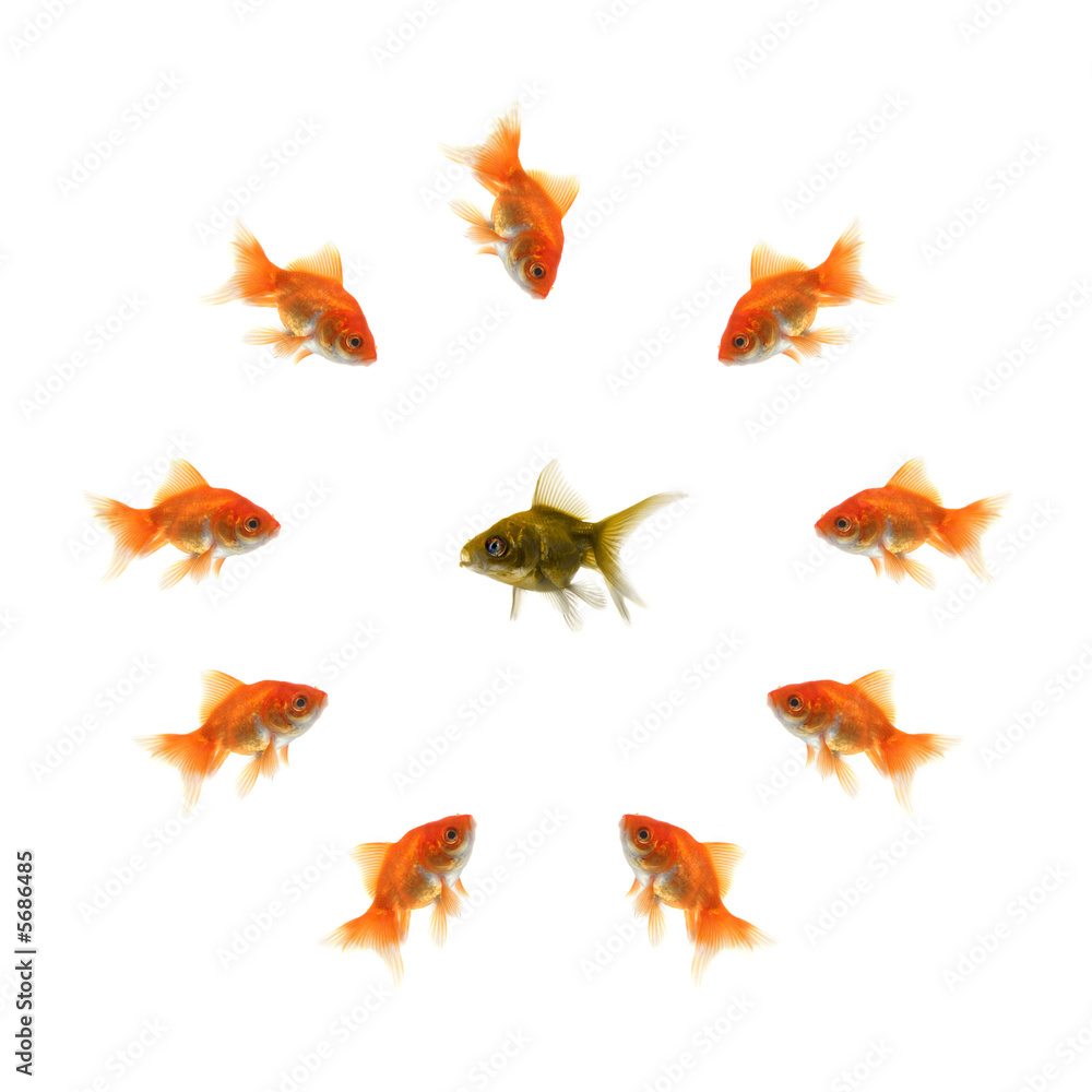 Goldfish in a circle and a ugly fish in the middle
