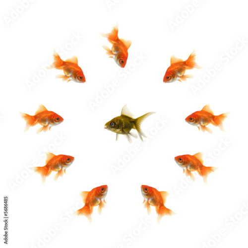 Goldfish in a circle and a ugly fish in the middle