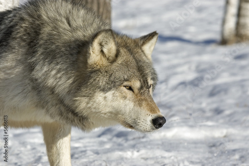 Gray wolf stalking prey in Northern Minnesota forest © outdoorsman
