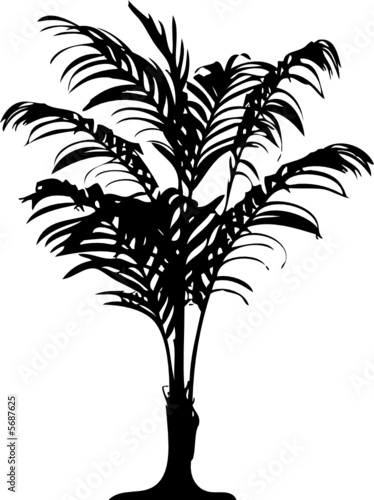 Detailed palm tree