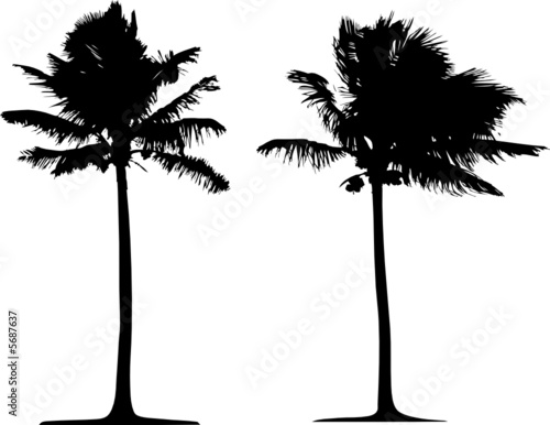 Detailed palm tree