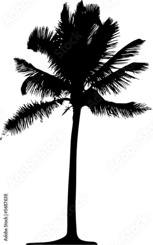 Detailed palm tree