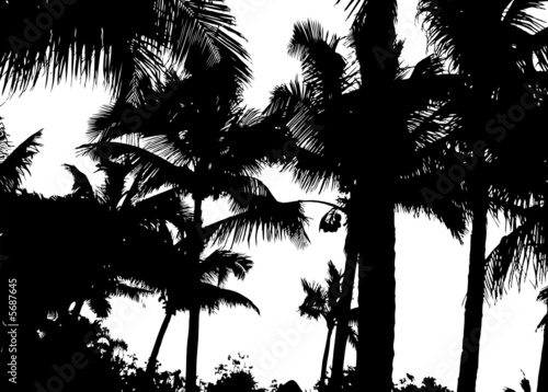 Detailed palm tree