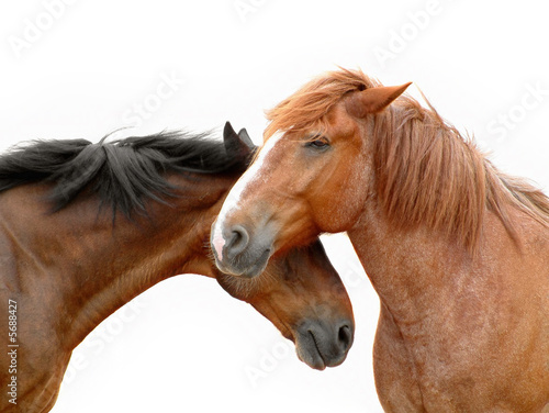 pferde © refresh(PIX)