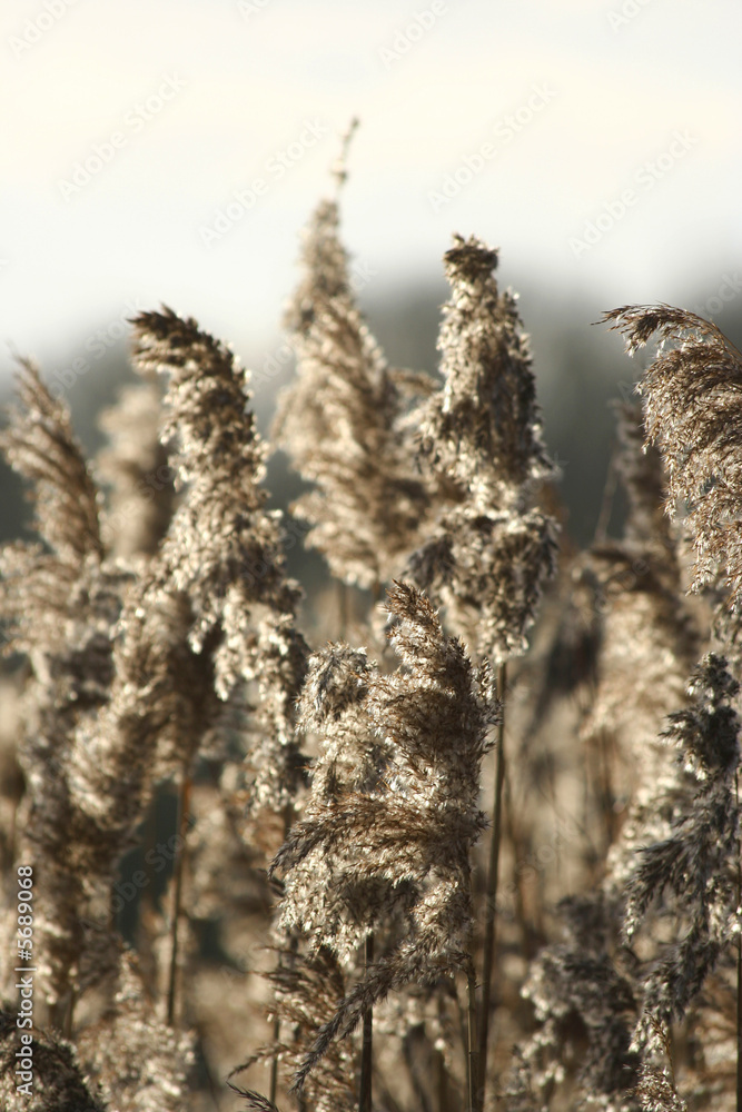 Fototapeta premium Soft reed heads
