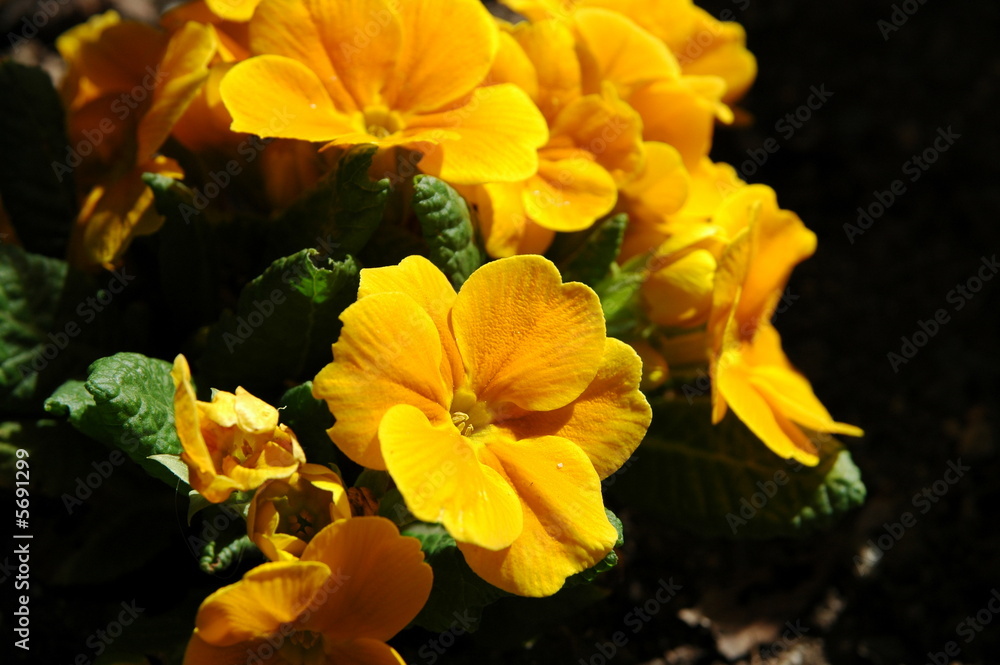 Fototapeta premium Primel gelbe Blume