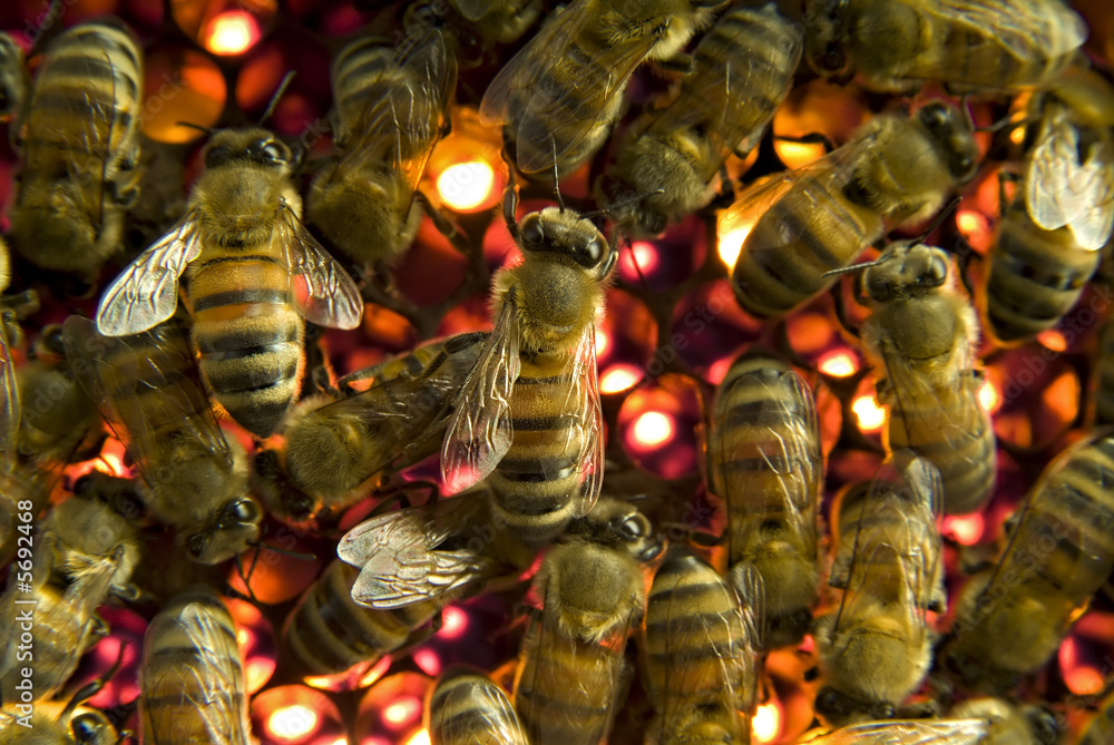 Bees inside a beehive Bees inside a beehive