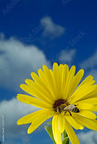 Bee on a yellow flower against blue sky with clouds