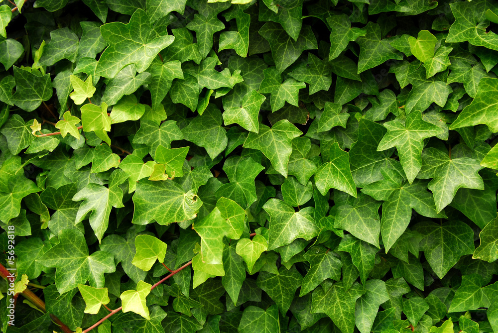 Abstract background of lush green ivy leaves - obrazy, fototapety, plakaty 