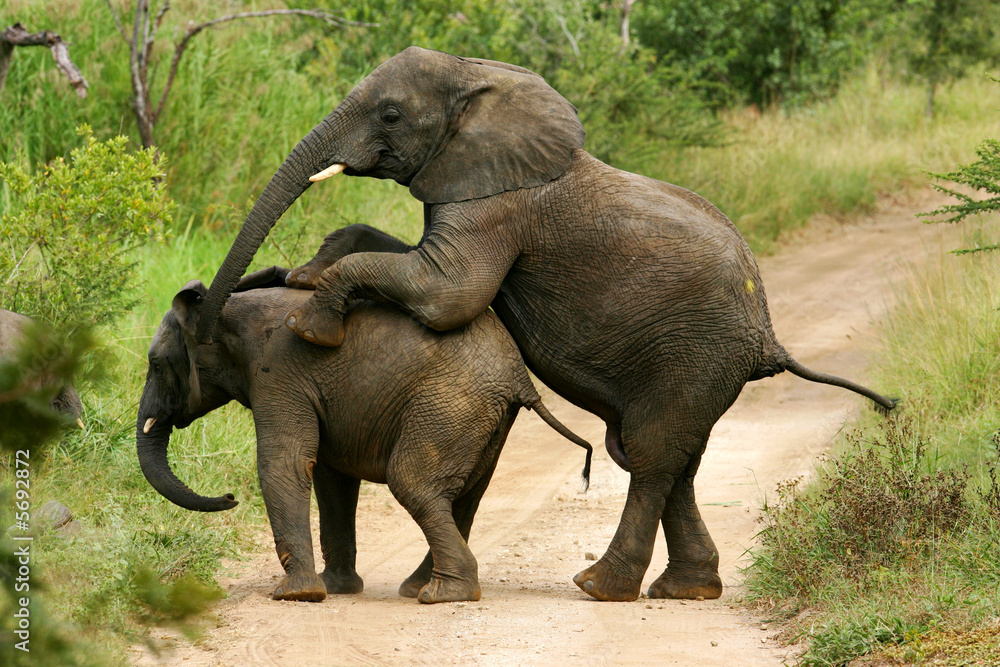 Obraz premium African Elephants