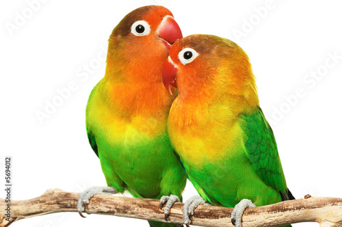 Pair of lovebirds agapornis-fischeri isolated on white photo