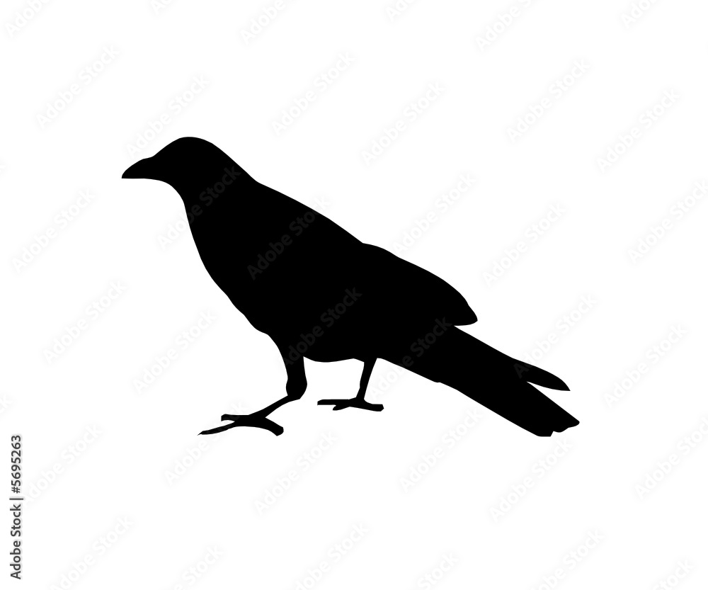 corvo