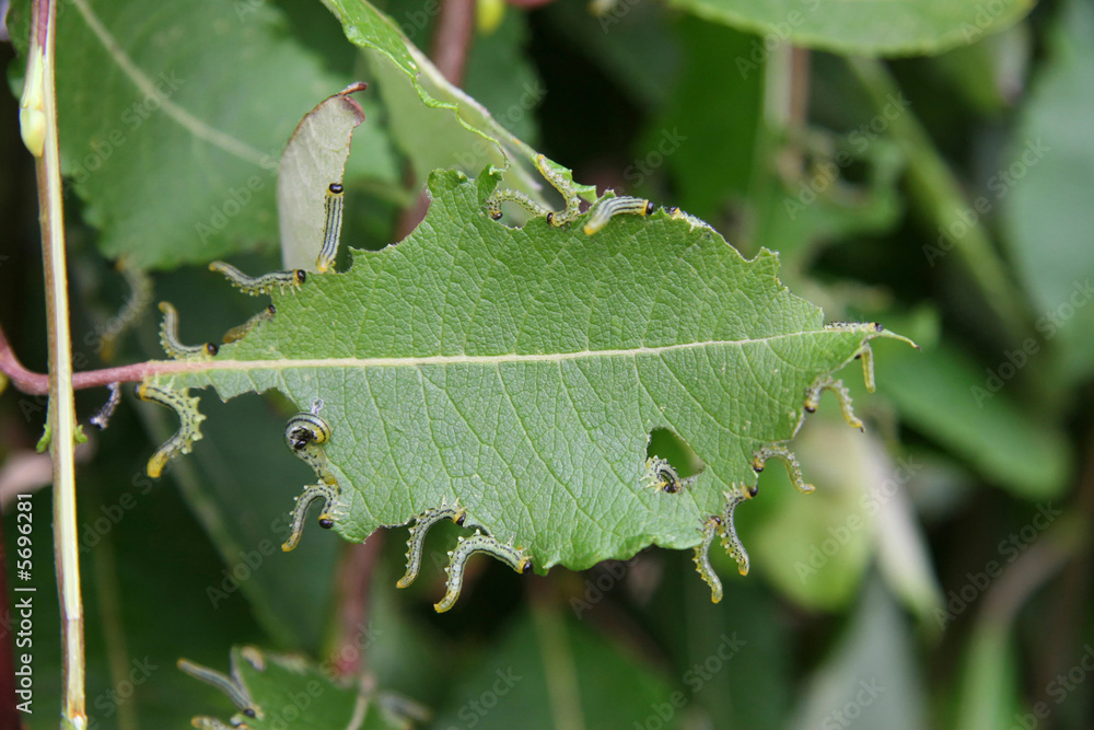 a group of caterpillars eating on a leaf a group of caterpillars eating on a leaf
