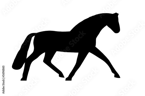 cavalo
