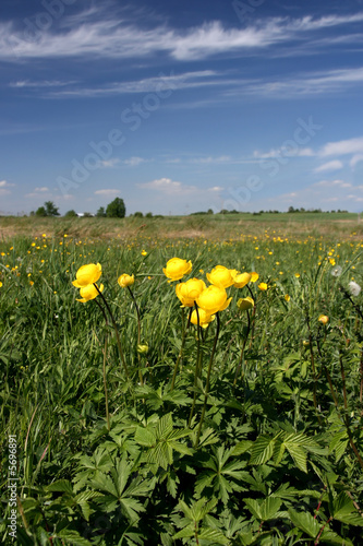 Trollius europaeus, a plant of the family Ranunculaceae. Spring.