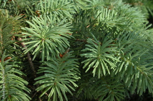 Pine branches