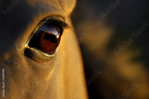 horse's eye at sunset