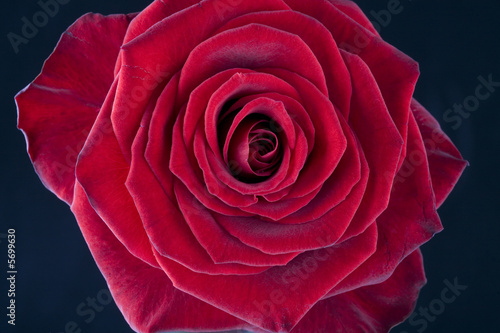Beautiful close-up of a single red rose blossom